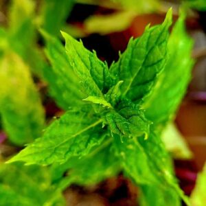 Peppermint, the essential oil is distilled from the leaves