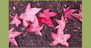 Autumn Spice Diffuser Blend on MOMAROMAs