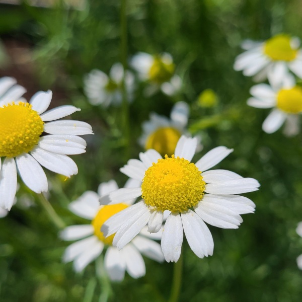 German Chamomile flowers, the classic addition to a bedtime herbal tea