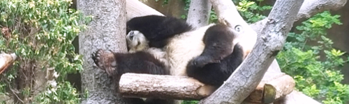 Panda asleep on his back in the crook of a tree