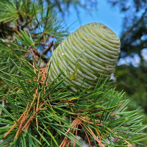 Atlas Cedar seed cone close up