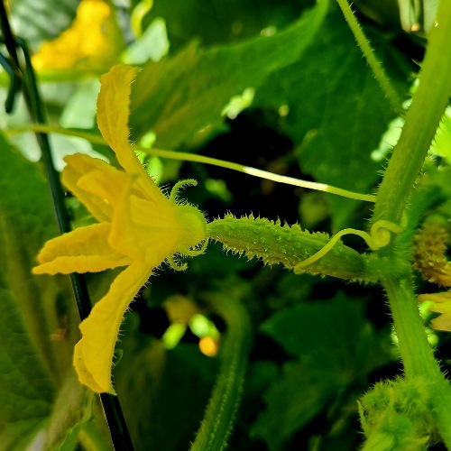 Baby Cucumber Squash Blossom