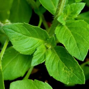 Close up of holy basil/Tulsi leaves.