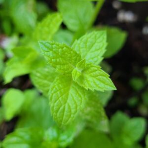 Close up of Spearmint leaves