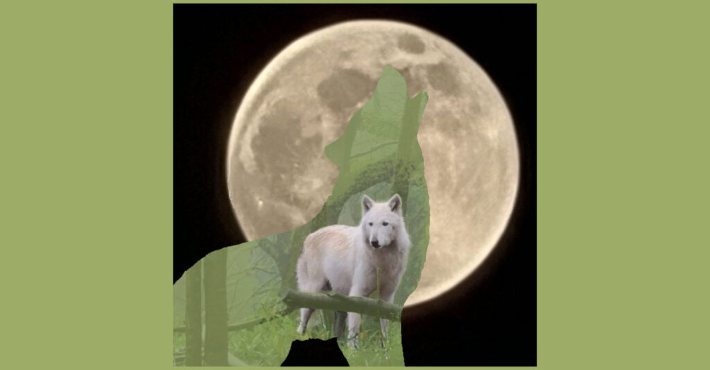 Wolf Moon Serenity Diffuser Blend on MOMAROMAs
