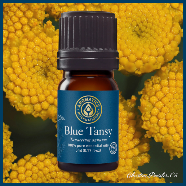 Blue Tansy essential oil from Aromatics International