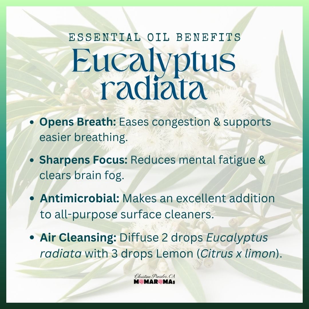 Eucalyptus radiata essential oil benefits