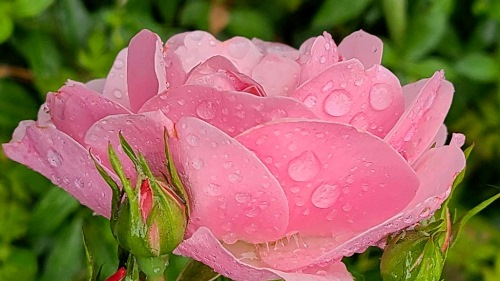 Pink Rose and bud with dew