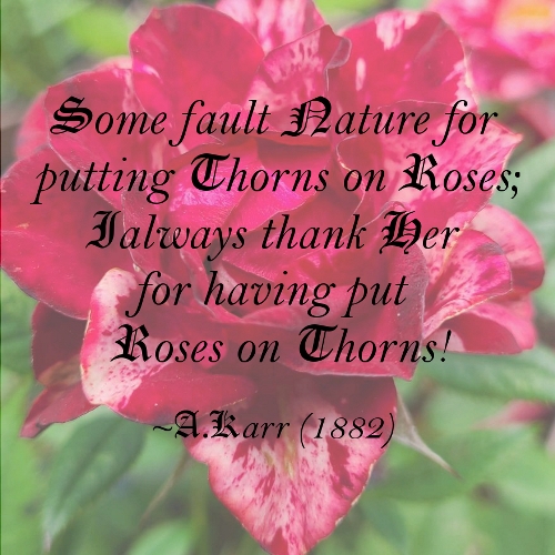 Red and white rose with A.Kerr quote