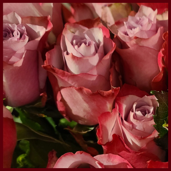 The Rose in Aromatherapy, Skin Care, & Herbalism on MOMAROMAs