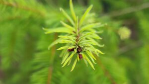 Close up of Douglas Fir tip