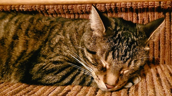 Sleeping Aspen Kitty on a carpet covered step