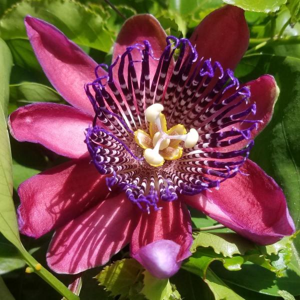 A purple passion flower. The oil from the seed is a favorite for facial serum.