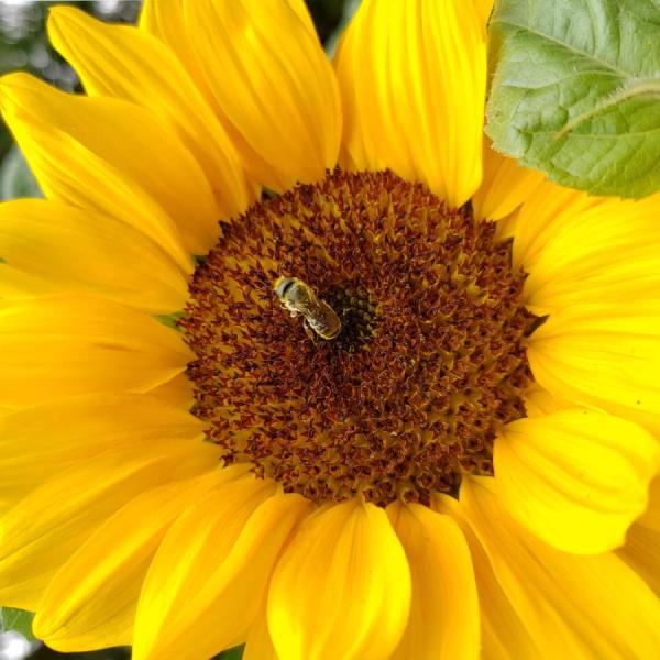 A sunflower with a bee in the center.