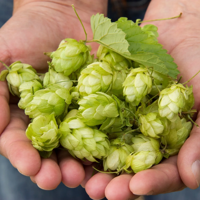 A handful of hops, an herb rich in β-myrcene