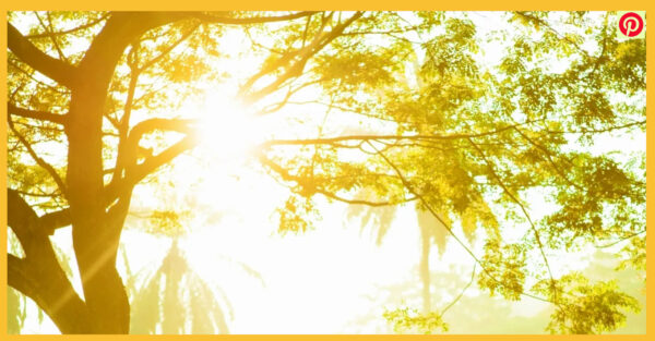 Happiness Synergy essential oil blend on MOMAROMAs
