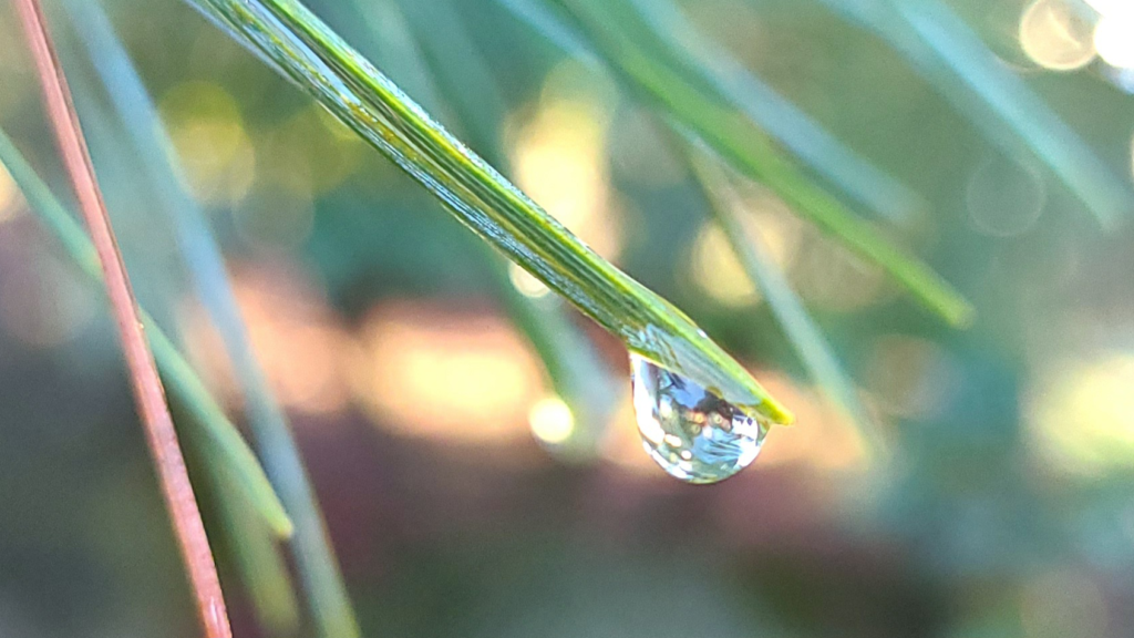 Rain drop on White Pine; essential oil blends with pinenes support immunity and well being