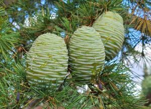 Atlas Cedar seed cones