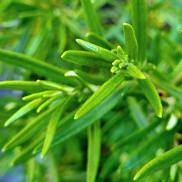 Rosemary, excellent for focus and cognitive health