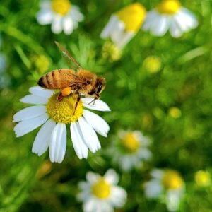 Chamomile Flower with Bee