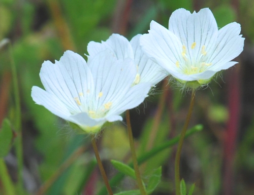 White Meadowfoam flowers