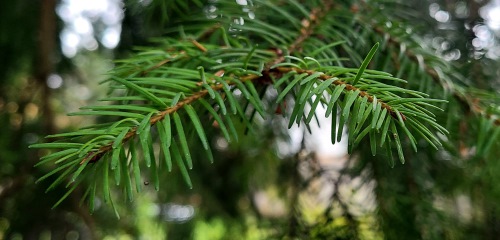 Douglas Fir Tips, the unusual essential oil is distilled from the needles and twigs