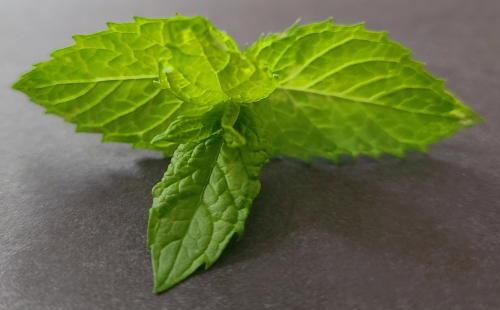 Spearmint, the essential oil is distilled from the aerials