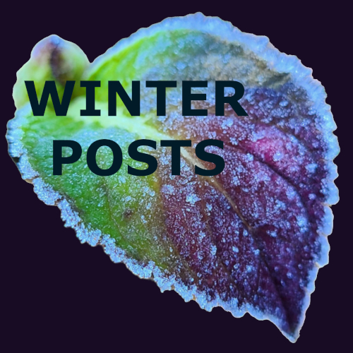 Hydrangea Leaf with Frost Winter Posts