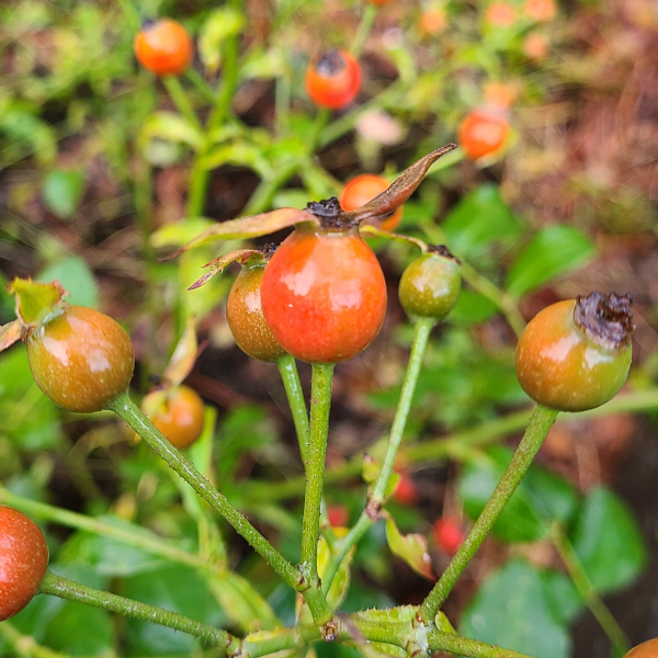 Rose Hips