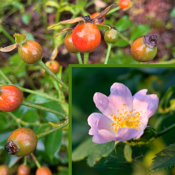 The Rosehips of the Dog Flower are used in Skin Care