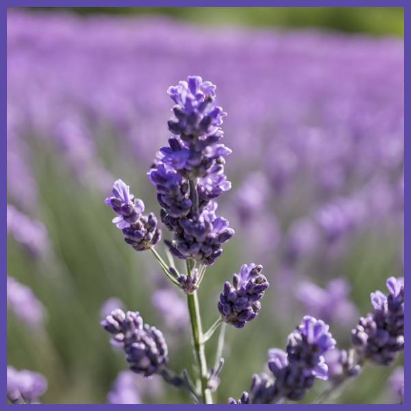 Lavandin is a hybrid of true Lavender and Spike Lavender