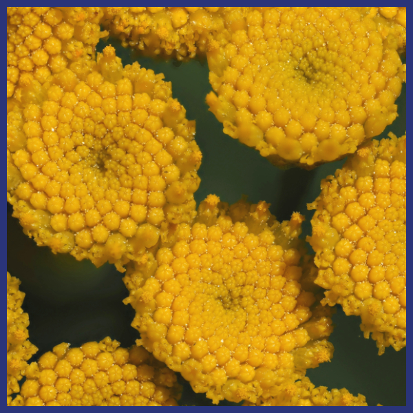 Blue Tansy - its essential oil promotes balance