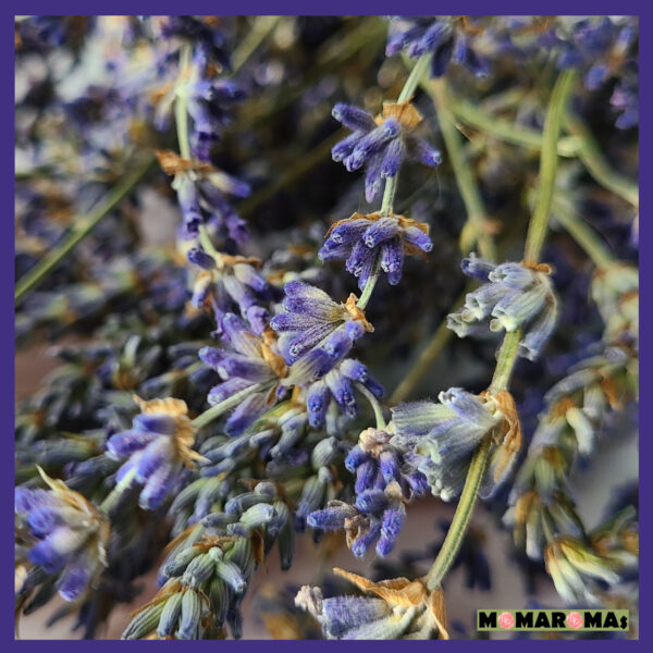 Organically Grown Lavender