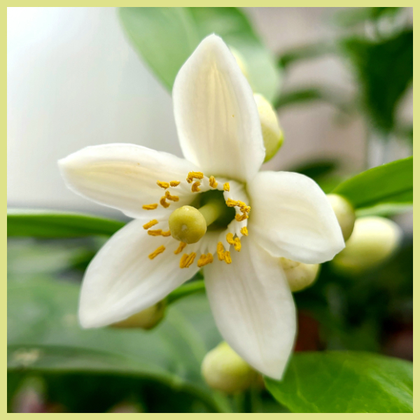 Neroli blossom