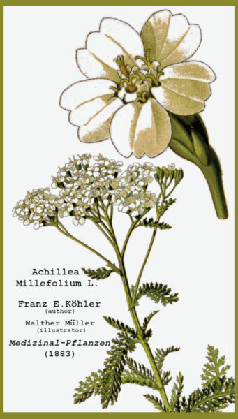 Yarrow Plate from Medizinal-Pflanzen by by FEKohler (1883)
