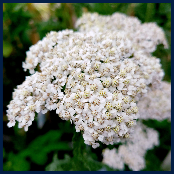 All About Yarrow, Achillea millefolium, on MOMAROMAs