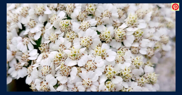 Yarrow Herb, Yarrow Essential Oil, Yarrow Hydrosol on MOMAROMAs