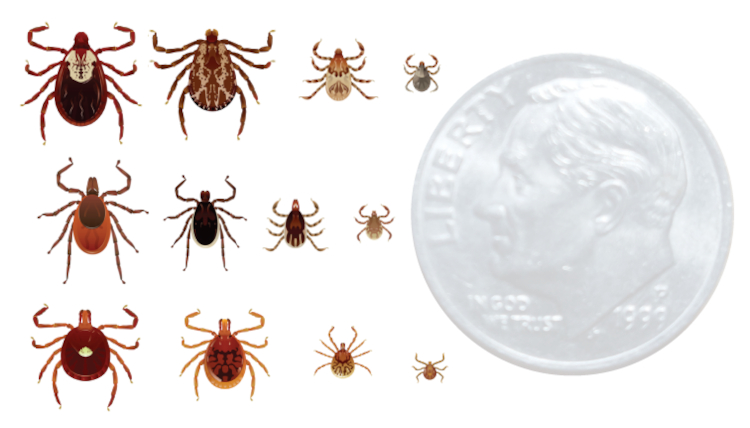 tick-species-size - MOMAROMAs: Your Guide to Aromatherapy, DIY Essential Oils, and Natural Wellness Tick Species size comparison to a dime