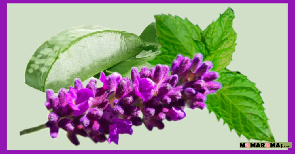 CoolingSprayTOP - MOMAROMAs: Your Guide to Aromatherapy, DIY Essential Oils, and Natural Wellness After Sun Cooling Spray recipe on MOMAROMAs