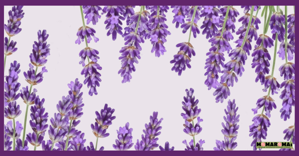 EarthLightRenewal_TOP - MOMAROMAs: Your Guide to Aromatherapy, DIY Essential Oils, and Natural Wellness Earthlight Renewal essential oil blend