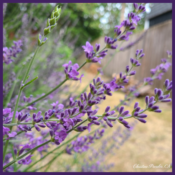 Lavandin Lavandula x intermedia Grosso