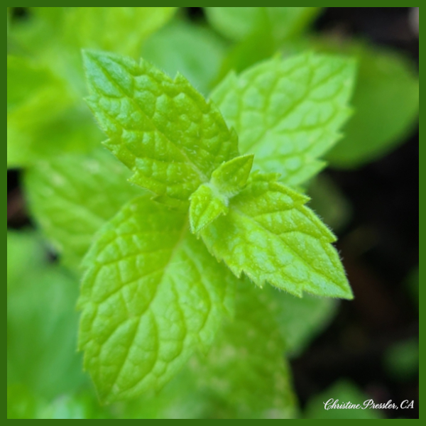 Spearmint Leaf Mentha spicata