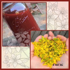 St Johns Wort Oil