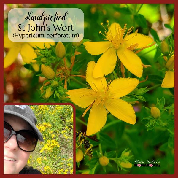 St Johns Wort flowers and Christine Pressler