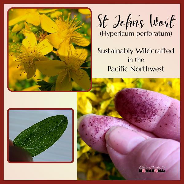 St Johns Wort flowers leaves and fingers after picking